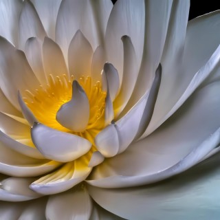 White Lotus