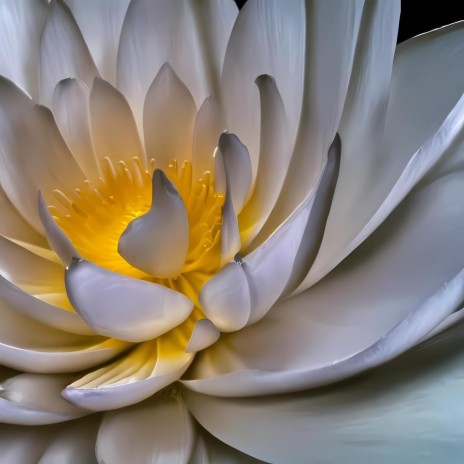 White Lotus