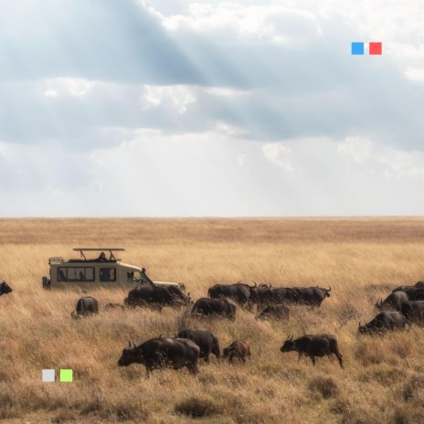 safari tanzania national parks | Boomplay Music