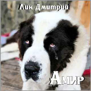 Амир