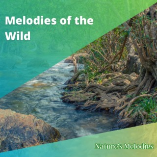 Melodies of the Wild