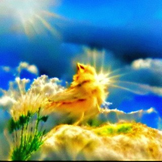 Howl at the Wind