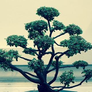 Bonsai