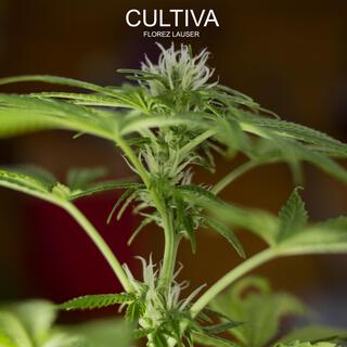 Cultiva