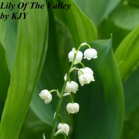 Lily of the Valley | Boomplay Music