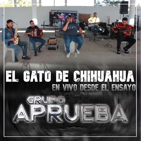 El Gato De Chihuahua (En Vivo) | Boomplay Music