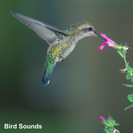Birds in Full Song | Boomplay Music