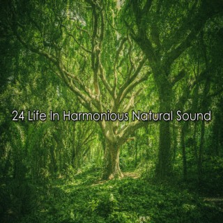 24 La vie dans un son naturel harmonieux (2022 This Way Is Diagonal Records)