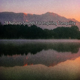 28 Sons de la nature pour une tranquillité inspirante (2022 Records de la nature ravivés)