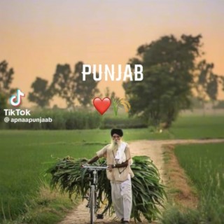 Groovy farms of Punjab