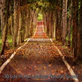 30 La vie dans un son naturel harmonieux (2022 Enregistrements d'esprit naturellement ambiants)