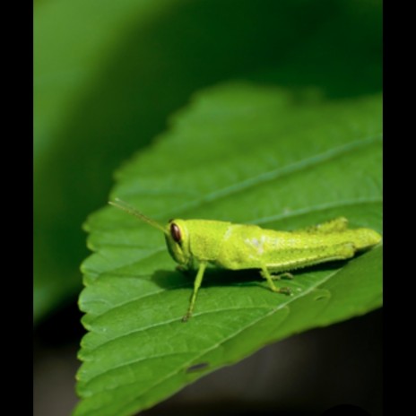 Cricket Song | Boomplay Music