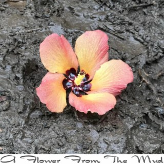 A flower from The Mud