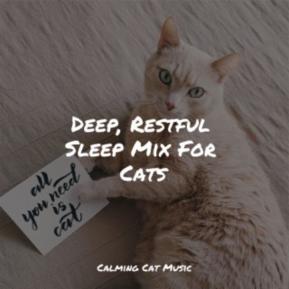 Cats Music Zone