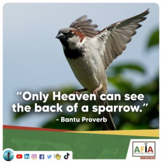 Only Heaven Can See the Back of a Sparrow | African Proverbs | AFIAPodcast