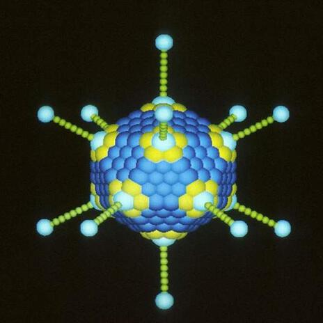 Adenovirus 06