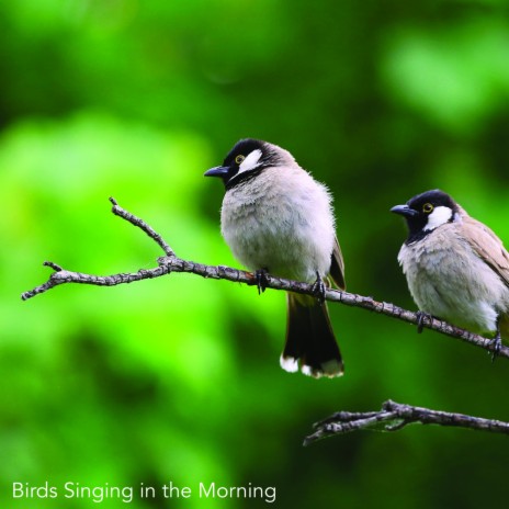 Perfect Birdsong Uninterrupted