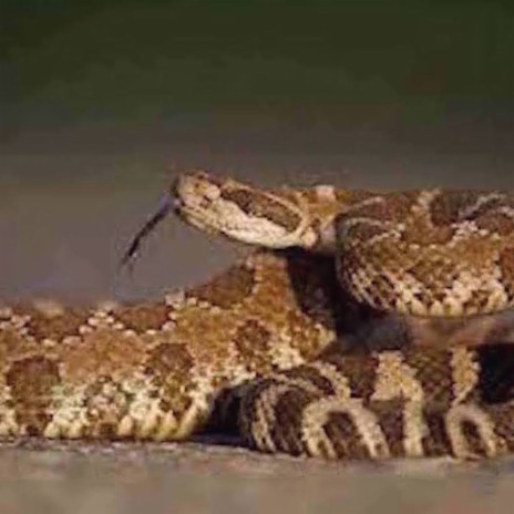 Rattlesnake