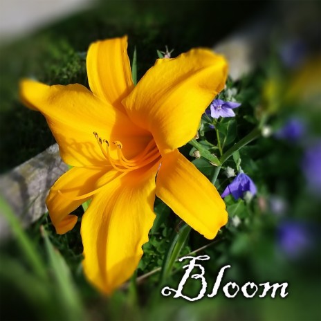 Bloom