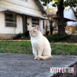 Kitty Litter