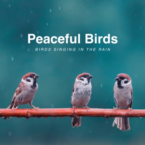 Birds Singing In The Rain | Boomplay Music