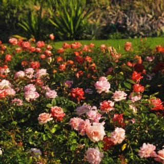 1000 Rows of Roses