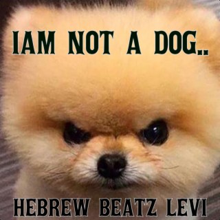Hebrew Beatz Levi