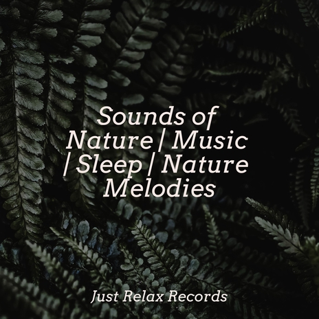 Enigmatic Melodies in Shadows ft. Nature Sound Collection & Lullaby Land | Boomplay Music