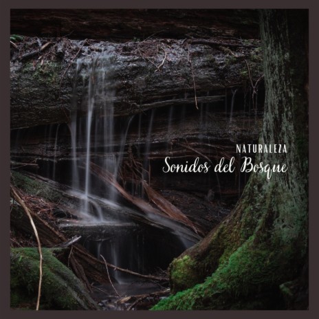 Naturaleza: Sonidos del Bosque, Pt. 01 | Boomplay Music