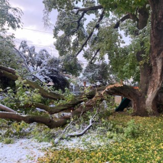 Fallen Branch