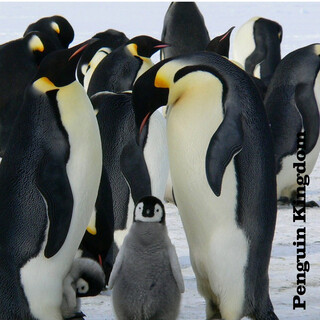 Penguin Kingdom