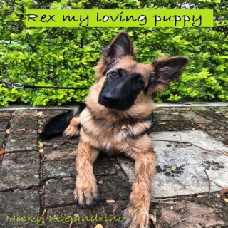 Rex my loving puppy