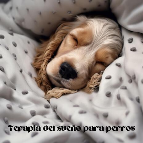 Terapia especial para perros ft. Música para Perros! & Música de Mascotas | Boomplay Music