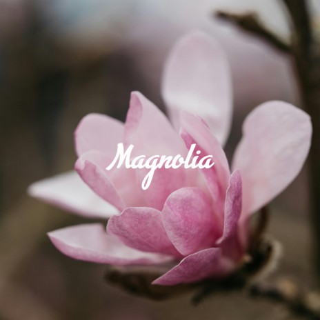 Magnolia | Boomplay Music