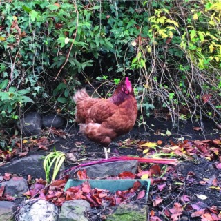 Birdsong, Garden Sounds, Chickens and Rain