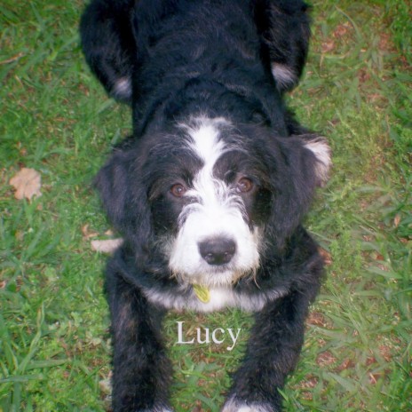 Lucy | Boomplay Music