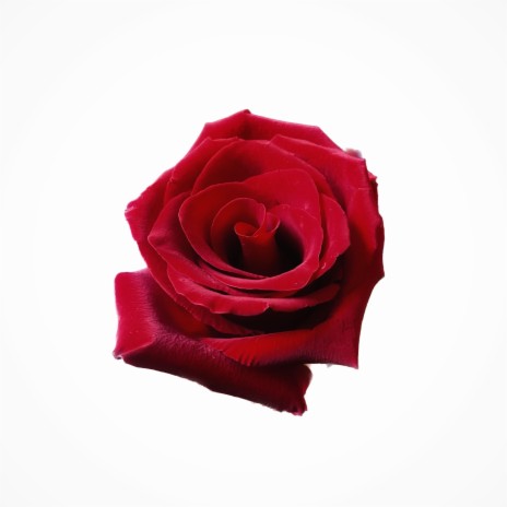 Des Roses | Boomplay Music