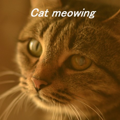 Cat meowing - Мяуканье кота ft. Kitten meowing & Мяуканье кошки котенка MP3  Download & Lyrics | Boomplay