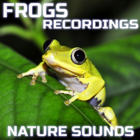 Ambient Night Frogs Jungle Sound ft. The Nature Sound, Frogs Recordings, Nature Atmosphere Sound, Nature Documentaries & Nature Relaxation | Boomplay Music