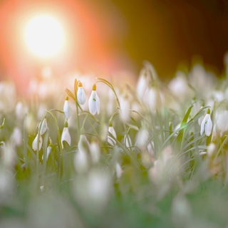 Playing in the Sunlight