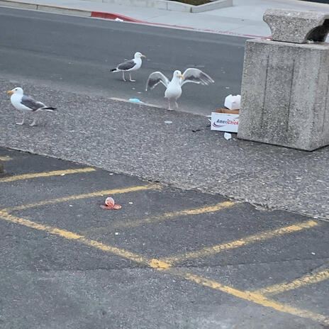 Seagulls