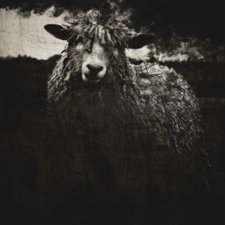 Black Sheep I ft. Bard lyrics | Boomplay Music