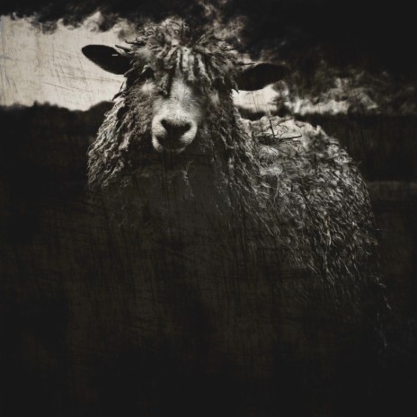 Black Sheep I ft. Bard