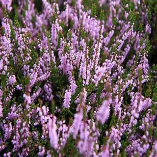 Where the Heather Grows