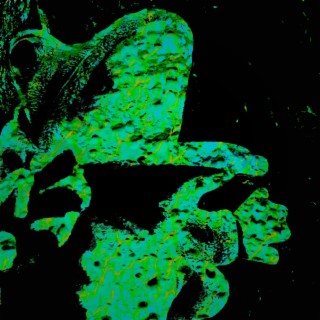 Morbid Osculation of a Decomposed Amphibian Corpse lyrics | Boomplay Music