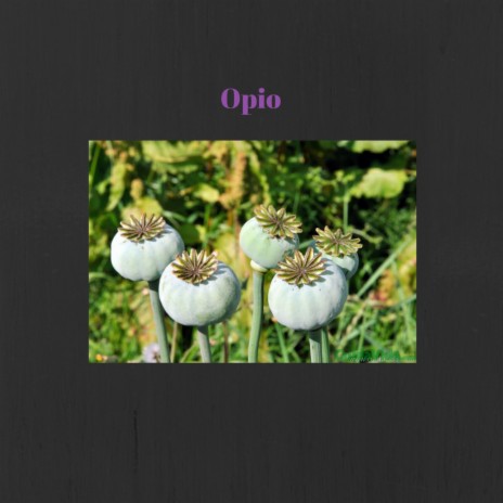 Opio | Boomplay Music