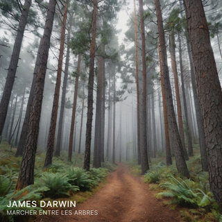 Marcher entre les arbres