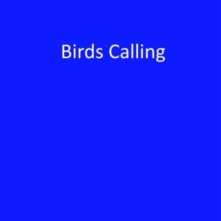 Birds Calling