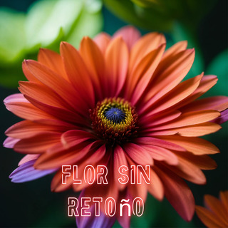 Flor Sin Retoño