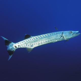 barracuda